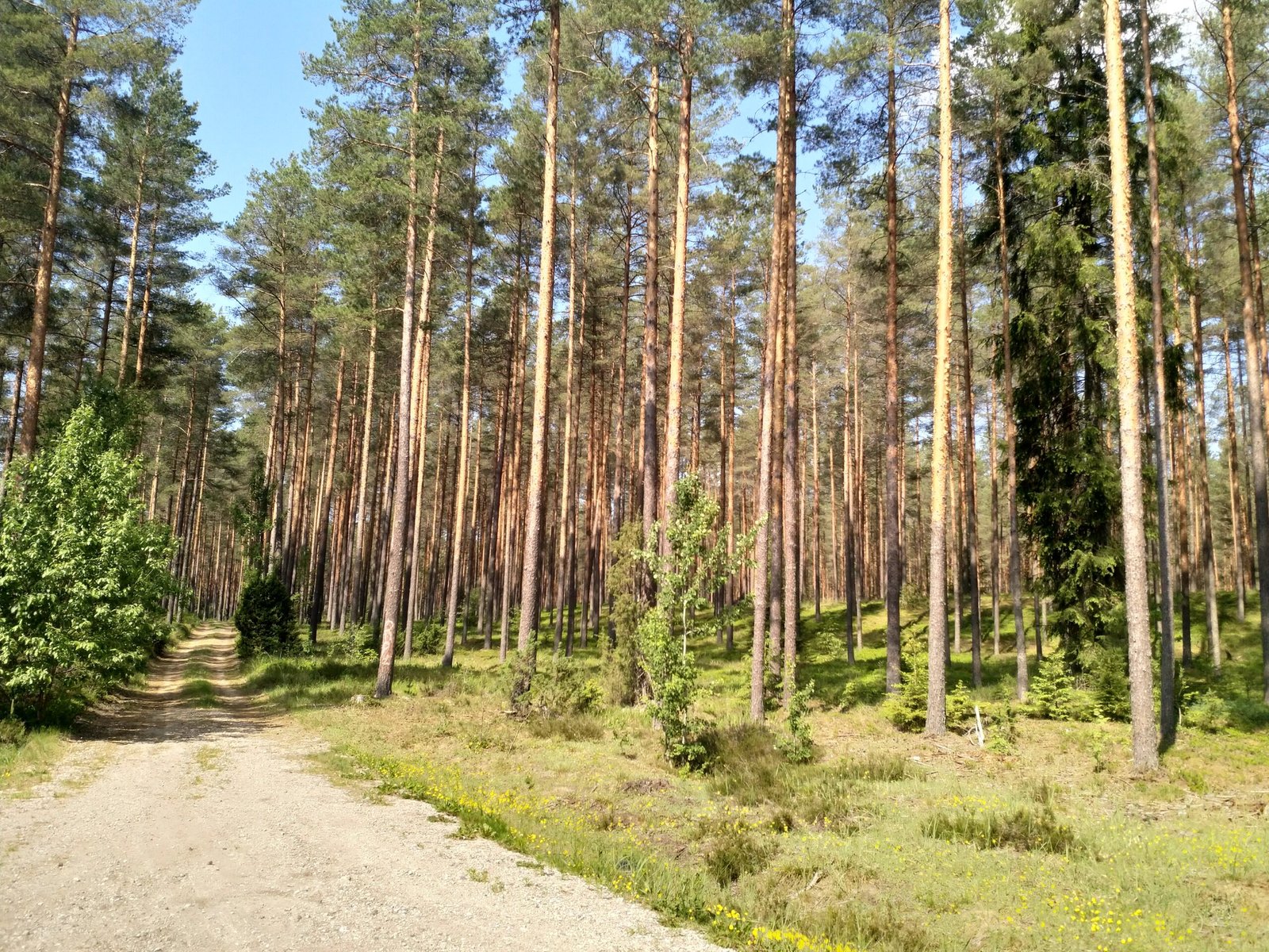 Palīdzam Latvijas meža īpašniekiem pārdot un apsaimniekot savus mežus ar uzticamu pieredzi un rūpību.